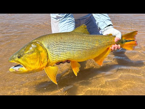 Fishing for Golden Dorado in Argentina 2025
