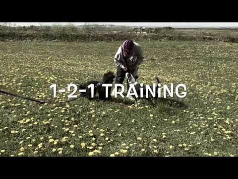 Way Forward Dog Training Solutions video.
