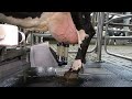 Merlin2G Robotic Milking By AMS Galaxy