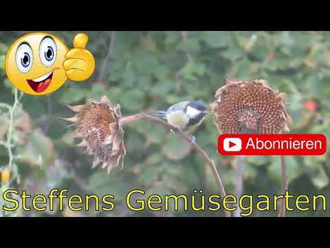 Die letzte Aussaat,der Winterrettich,Последний посев, редька зимняя