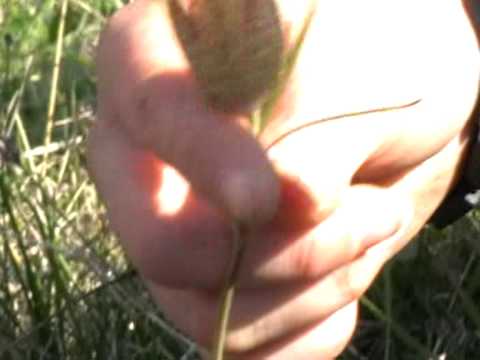 16 ZIUA PADURII RACIU LALEAUA PESTRITA RACIUTVS1