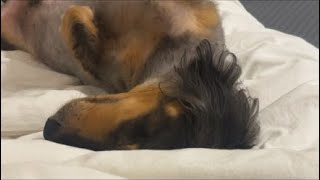 ネルくんとパパのゲリライブ🐶 | 作業や勉強、睡眠のおともに | 犬のいる暮らし