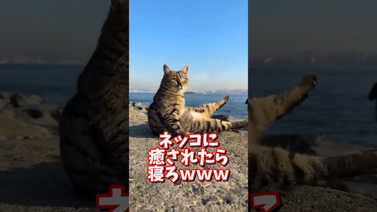 ネッコの動画で癒されたら寝ろｗｗｗ　#2ch  #動物  #猫 #癒やし #ねこ動画