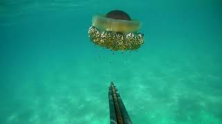 podvodni ribolov ljeto 2017 (spearfishing Croatia summer 2017) podvodni ribolov ljeto 2017 (spearfishing Croatia summer 2017)