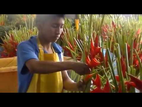 Exotic flower farms visit FLOWEX 2016