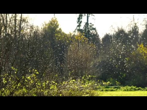 NY Rockland County & West Nile Virus In 2021