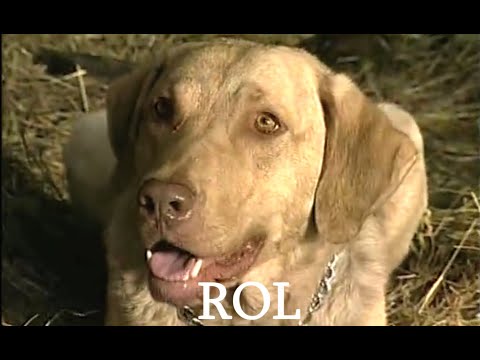 Psie serce - Rol ODC 14