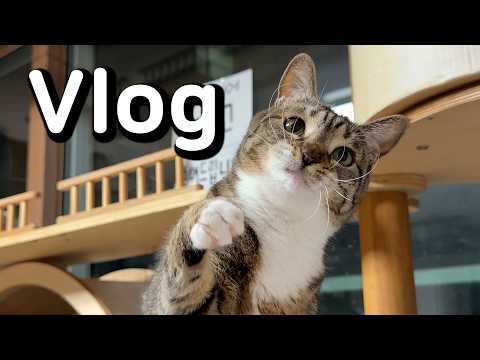 [묘이로그] 지극히 평범한 우리집 일상