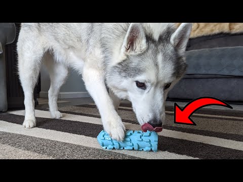 Testing the This Ice Lolly Dog Toy For Tough Chewers