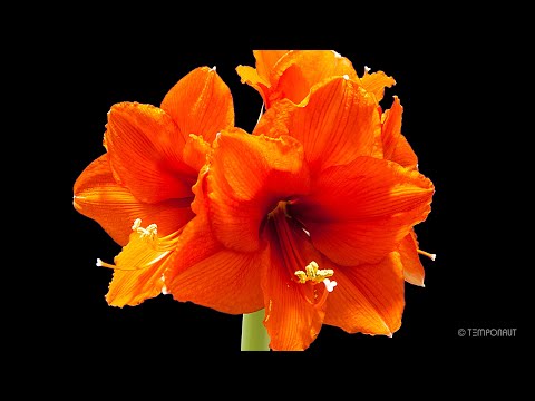 Blooming Amaryllis Timelapse - Johann Strauss Blue Danube