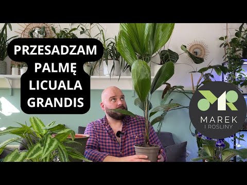 , title : 'Przesadzam palmę Licuala grandis i mówię o opiece nad nią'
