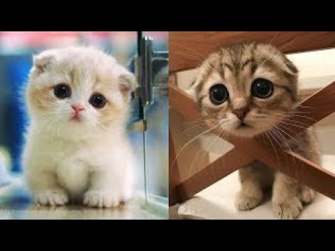 Baby Dogs - Cute and Funny Dog Videos Compilation #52 | Aww Animals