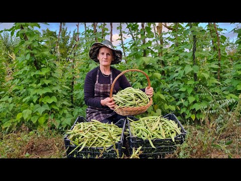 Traditional Way to Store Green Beans For 1 Year | Day in the Life of a Villager, Vlog #2