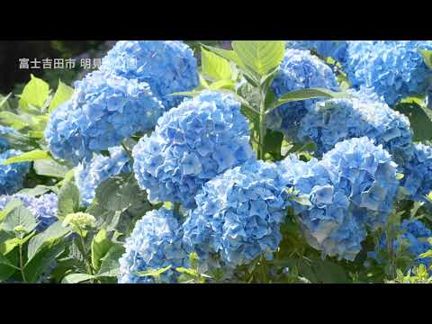 富士吉田市明見湖公園　～富士と紫陽花～