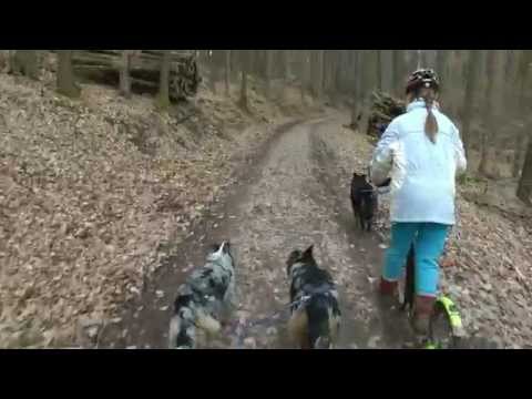 Wilde Hatz durch Wald und Feld - DOGSCOOTING im Spessart - Febr. 2015