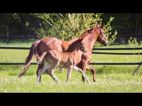 Zenjin HL *12.04.2022 colt by Zoom x Lauries Crusador xx x White Star