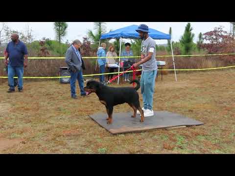 2025-Feb-8 -  Rocko v Mizan - V1 Rated (9-12 months)