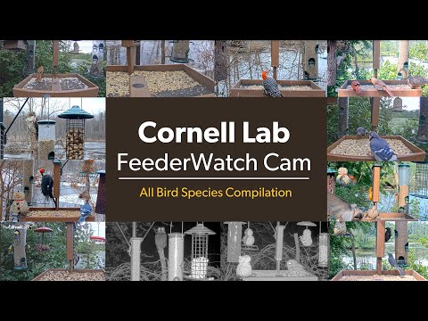 Cornell Lab FeederWatch Cam: All Bird Species List
