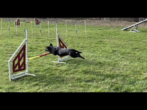 Agility trenink- Zojik