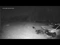 3 Wolf Attack 2 Dog