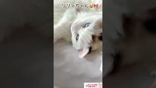 飼い猫、可愛い#ラグドール#猫動画#ねこ動画#ラグドール女の子#ねこのいる生活#ねこ#猫#ねこさん#にゃんこ#猫動画かわいい#猫好き#ねこのいる暮らし#猫癒し動画#猫#猫多頭飼い#猫好き