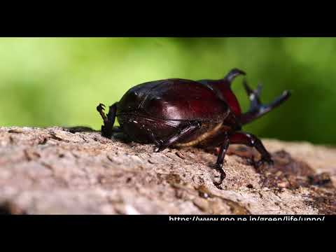 犬のように脚を上げておしっこをするカブトムシ