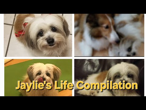 Jaylie's Life Compilation