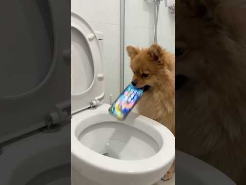 Bibi joga o iphone no vaso sanitário | Bibi se vinga do despertador celular #shorts #humorpet #viral
