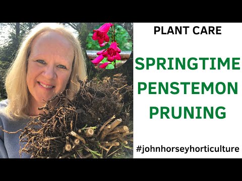 HOW TO PRUNE PENSTEMON IN SPRING - BEST WAY TO PRUNE PENSTEMON