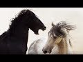 Cheval noir VS cheval blanc - ZAPPING SAUVAGE