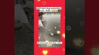 Download lagu යාලු මාලු අඩිය ගහනවාvideo  තමයි🤣#tamilnadu #korean​#foryou​#dance​#slmemereview​#virel​#100kview#मजे mp3