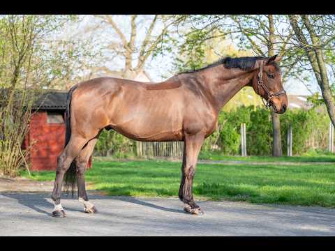 Locano vd Merelhoeve (COPITOL C x BALTHAZAR VD ROSHOEVE) - Video 13 video thumbnail