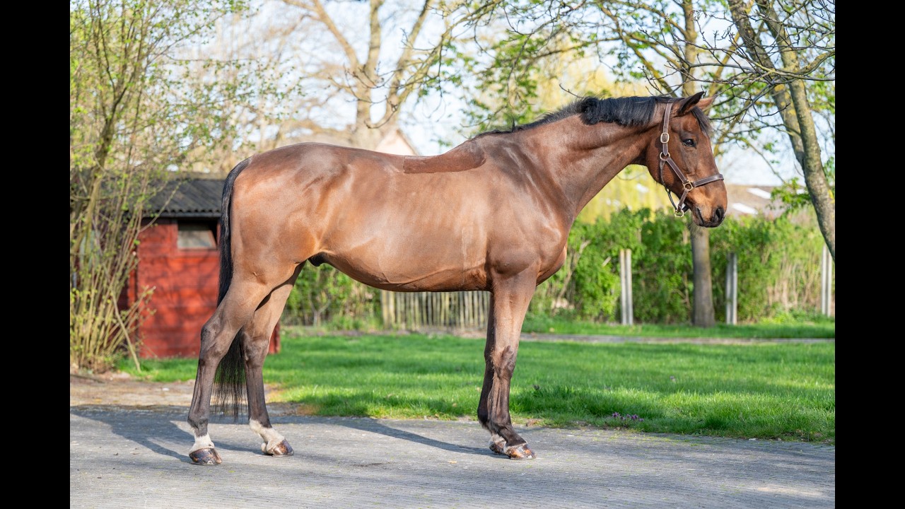 Locano vd Merelhoeve (COPITOL C x BALTHAZAR VD ROSHOEVE) video 5