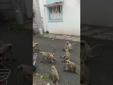 #animals #lifeisbutadream #funny #monkey #nothingimposibleinthisworld #cute