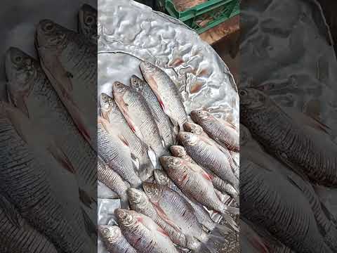 El mercado público Baracoa en Magangué Bolívar. 