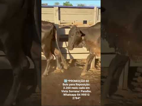 60 Bois para Reposição: 3.200 reais cada em Vista Serrana/ Paraíba. Whatsapp 84 99810 2784*#gado