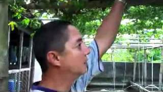 preview picture of video 'Extremehort Visits Peds Fish Farm and Giant Passionfruit in Laguna Philippines.webm'