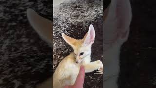 Are fennec foxes hard to take care of?