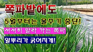 [텃밭농부 1,858]  쪽파도 5월부터는 물도 주지 말아야 한다. #쪽파재배