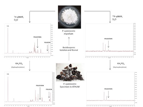 qNMR Methods For The Analysis Of Psilocybin