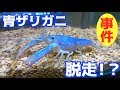 悲報！青ザリガニが脱走した・・・