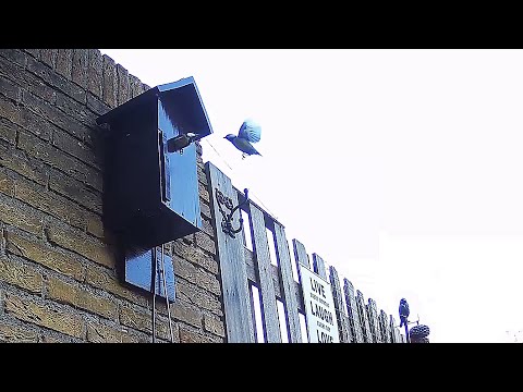 Filmpje Koolmees in Nootdorp, nestbouw, eieren en broeden. Uitkomen van eieren verwacht op 2-3 mei.