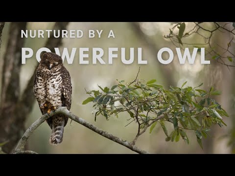 Its Alright - The Home of the Powerful Owl