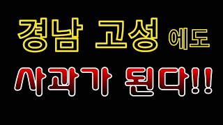 [텃밭농부.735]  경남 고성에도 사과가 된다! #사과재배