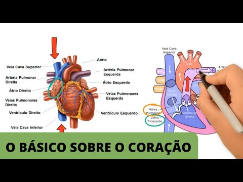 ANATOMIA E FISIOLOGIA CARDÍACA BÁSICA | O básico sobre o coração