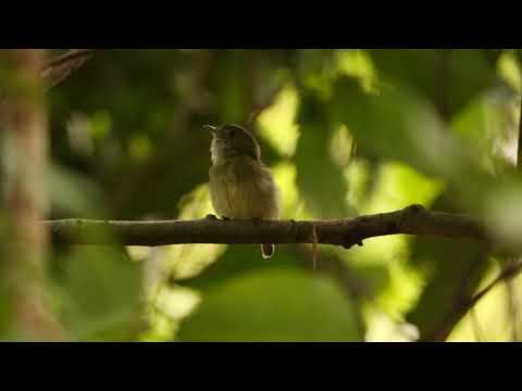 Uirapuruzinho (Tyranneutes stolzmanni)