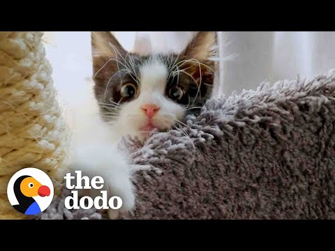 Grandma Helps Tiny Kitten Learn To Run | The Dodo Adoption Day
