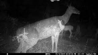 Trail Cam Tuesday   November 14, 2023