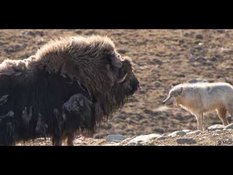 Wolves 04: Wolves - Michel Cusson