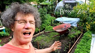 Download Lagu Work on the Glass Greenhouse and Updates, The Bonsai Zone, Aug 2021 Thumbnail